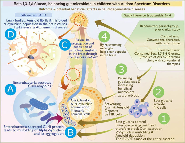 論文発表：グルカンと腸内環境
